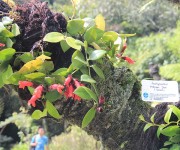 Taman Tematik Gesneriaceae Kebun Raya Cibodas LIPI